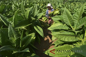 Petani Temanggung dukung pembelian tembakau secara tunai