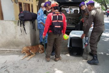 Anjing pelacak bantu temukan korban gempa