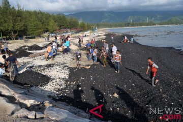 Bersihkan Tumpahan Batu Bara Cemari Pantai
