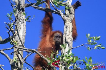 Potensi "bio-bridge" Orangutan Tapanuli terancam kehadiran PLTA