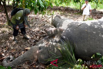 Gajah Mati Aceh Timur