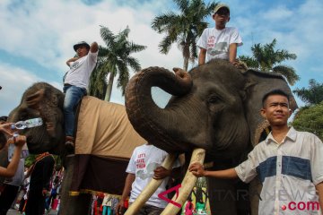 Kampanye Selamatkan Gajah Sumatera