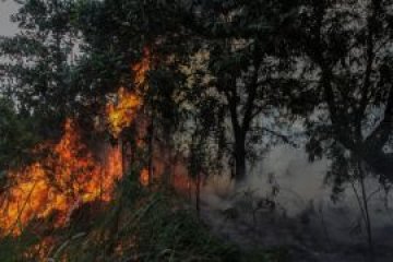 Hutan milik Perhutani di Ponorogo terbakar