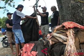 Omzet Pedangang Kulit Sapi Meningkat