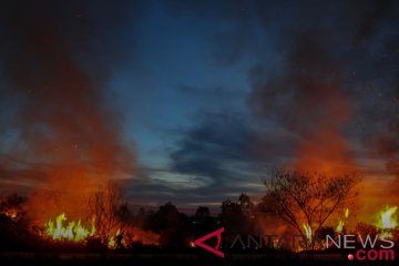 124,5 hektare lahan Riau terbakar selama Januari