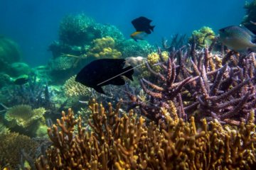 10 spesies baru diidentifikasi dalam ekspedisi laut dalam selatan Jawa