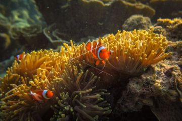 Ikan di Taman Nasional Karimunjawa