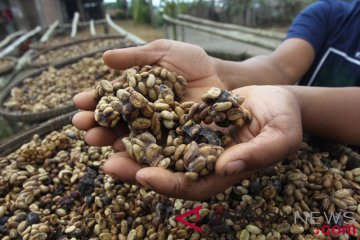 Kopi Luwak Terkendala Pemasaran