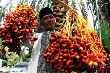 Panen Buah Kurma Bekasi