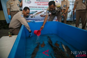 BKIPM Jambi musnahkan 14 ekor ikan aligator