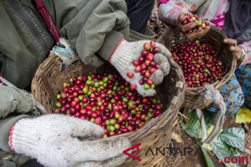 Pak Aleh, petani-pengusaha kopi di Gunung Tilu