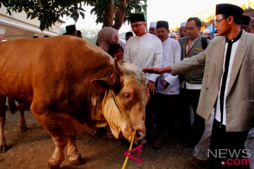 Sapi Kurban Presiden Jokowi