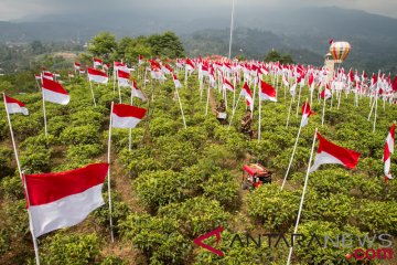 Seribu Bendera Di Kebun Teh