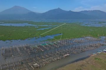 Budidaya ikan air tawar