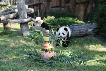 Anak panda pertama Prancis rayakan ulang tahun