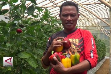 Peluang Ekspor Paprika Indonesia terbuka lebar
