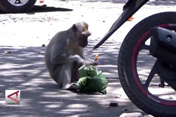 Kelaparan, kawanan kera liar ganggu wisatawan Papuma