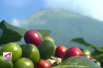 PPHT tingkatkan produktifitas dan kualitas kopi