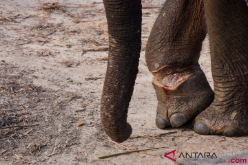 Anak gajah liar yang terluka dirawat di PLG Minas