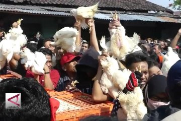 Harga merosot, peternak Jateng bagikan 1.500 ayam gratis