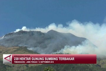 239 hektar hutan gunung Sumbing terbakar