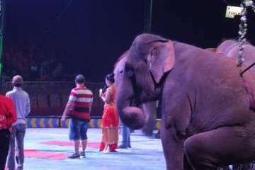 MKSI apresiasi Oriental Circus akhiri penggunaan satwa