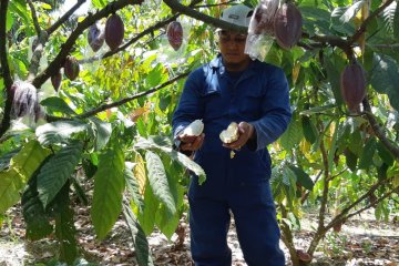 Petani kakao lokal butuh kebijakan penjaminan akses pasar