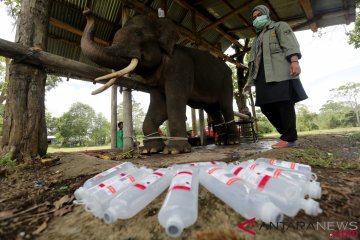 Perawatan Kesehatan Gajah