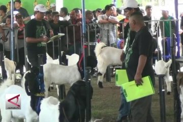 Kontes piala raja dongkrak nilai kambing PE seharga sapi