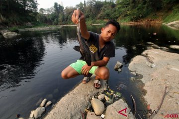 Sungai Cileungsi Tercemar Limbah