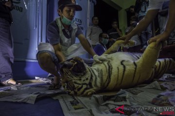 BBKSDA siapkan tembakan bius kedua untuk evakuasi harimau