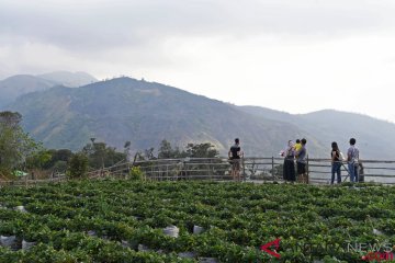 Pariwisata ibarat kuda penarik