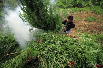 Operasi Ladang Ganja Aceh