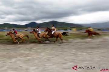 Pemkab Aceh Tengah lestarikan populasi kuda Gayo