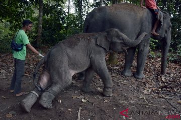 Pengobatan Anak Gajah Liar