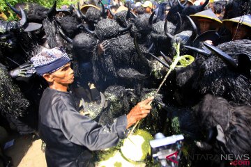 Ritual Adat Kebo-keboan