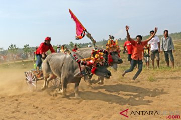 Tradisi Balap Kerbau Makepung