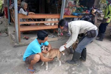 Dinkes Tanggamus tangani 45 kasus gigitan hewan penular rabies