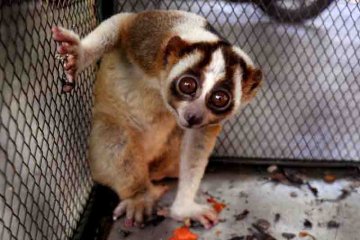 Penyelamatan Kukang Jawa