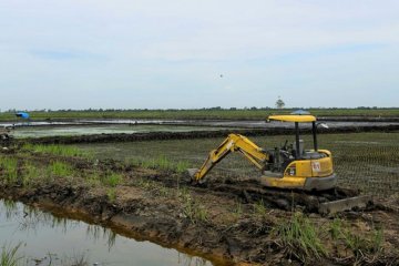 Teknologi ini dinilai mampu tingkatkan kesuburan lahan masam