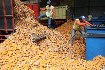 Kementan kembangkan kawasan jagung hibrida di Sulawesi Utara