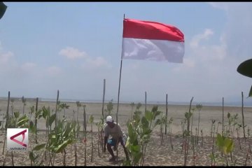 Pemuda desa Tapulaga tanam 200 pohon mangrove