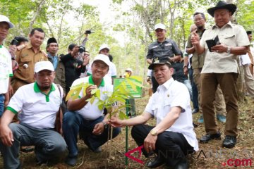 Koridor satwa Batangtoru diperkaya pepohonan lokal baru