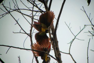 Aktivis serukan pelestarian spesies burung endemik Raja Ampat