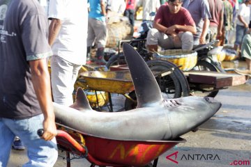 Larangan Penangkapan Ikan Hiu