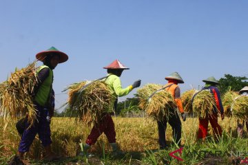 Tidak terpengaruh kemarau, produksi padi Gunung Kidul lampaui target