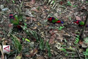 BKSDA Papua lepas liarkan puluhan burung dilindungi