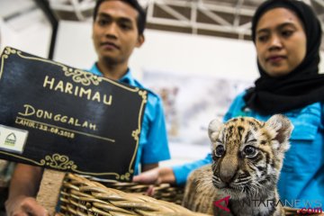 Anak Harimau Benggala