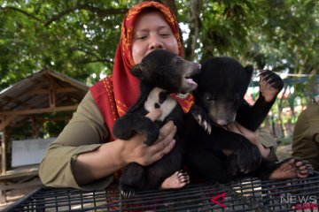 BBKSDA Riau rawat 3 bayi beruang madu telantar
