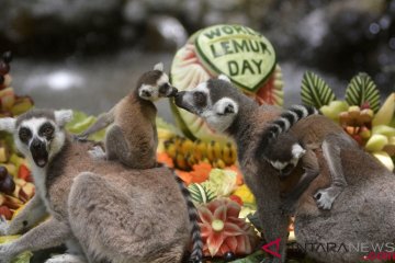 Hari Lemur Sedunia